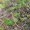 Scrobipalpa murinella foodplant Aberdeenshire 2016 (Photo: © S Palmer)